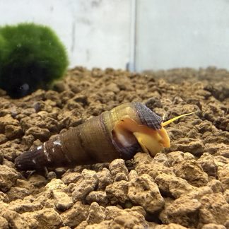 tylomelania SP Orange