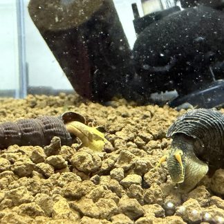 Tylomelania Yellow Poso Snail