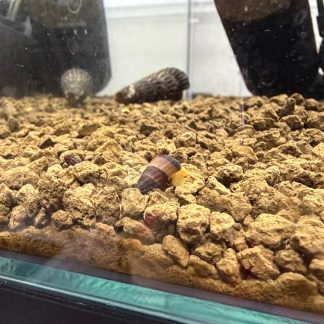 Tylomelania yellow / oranje ( jonge slakken +/- 1 cm )