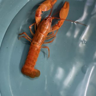 Cherax Boesemani oranje