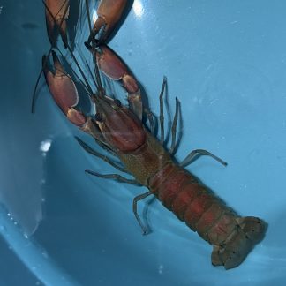Cherax Boesemani Red Brick