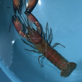 Cherax Boesemani Red Brick
