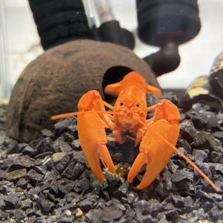 Cherax Boesemani oranje