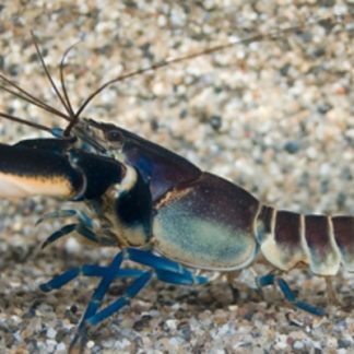 Cherax Papua Pulcher
