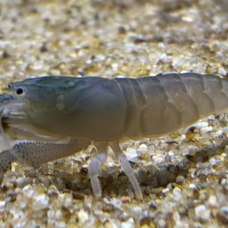 Blauwe Waaierhand Garnaal