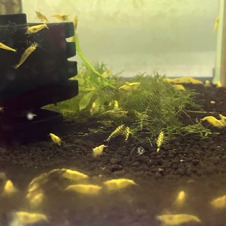 Neocaridina Heteropoda Yellow Fire