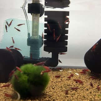 Neocaridina Davidi Bloody Mary