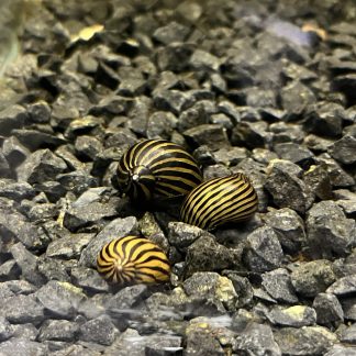 Neritina zebra snail