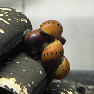Neritina red spotted Snail