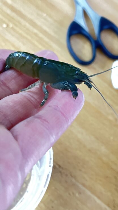 Blauwe Waaierhand Garnaal - Afbeelding 2