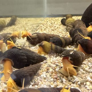 tylomelania SP Orange