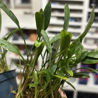 Cryptocoryne Nevellii
