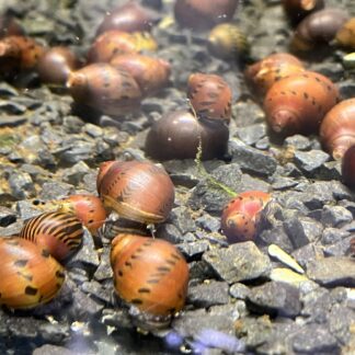 Neritina red spotted Snail