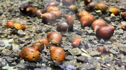 Neritina red spotted Snail