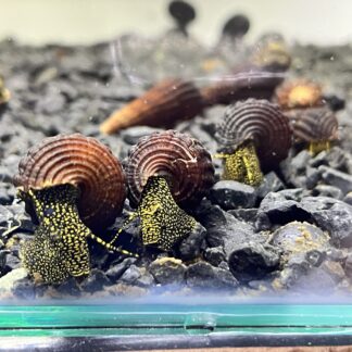 Tylomelania Yellow Spotted Snail
