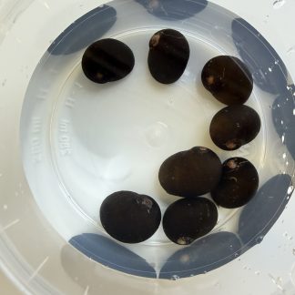 Neritina slakken bruin/zwart