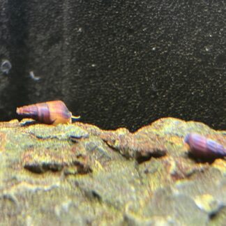 Tylomelania oranje ( jonge slakken +/- 1 cm )