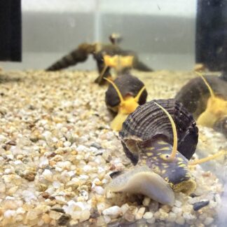 Tylomelania Yellow Spotted Snail