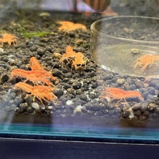 Cpo Kreeft per koppel