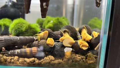 tylomelania SP Orange - Afbeelding 2