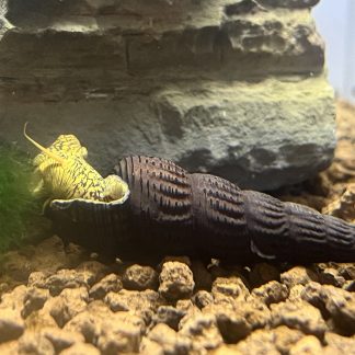 Tylomelania Yellow Poso Snail