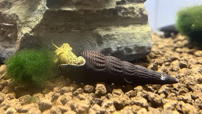Tylomelania Yellow Poso Snail