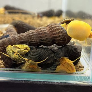 tylomelania SP Orange