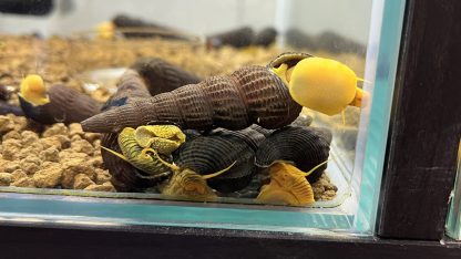 tylomelania SP Orange