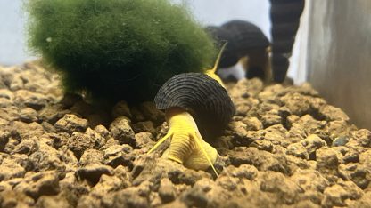 Tylomelania Yellow Poso Snail - Afbeelding 2