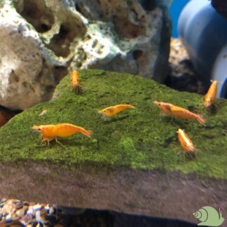 Neocaridina Davidi Orange