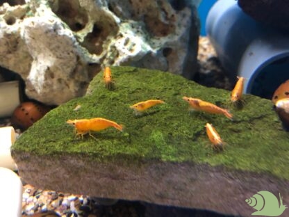 Neocaridina Davidi Orange