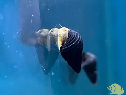 Tylomelania mini golden Rabbit snail