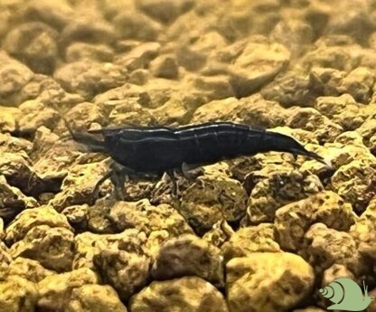 Neocardina Davidi Black