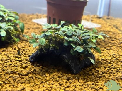 Bucephalandra mix op koepel