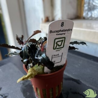 Bucephalandra Kedagang in vitro