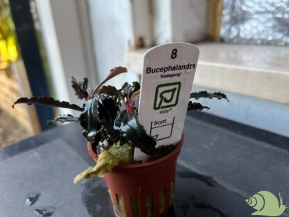 Bucephalandra Kedagang in vitro