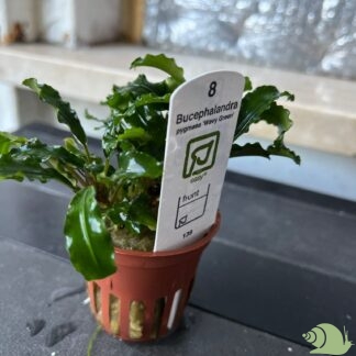 Bucephalandra pygmaea 'Bukit Kelam'
