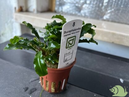 Bucephalandra pygmaea 'Bukit Kelam'