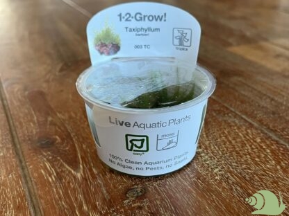 Taxiphyllum 'Spiky' - Spiky Moss | in vitro