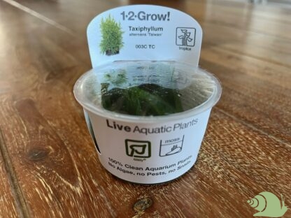 Taxiphyllum 'Taiwan Moss' - Taiwan Mos | in vitro