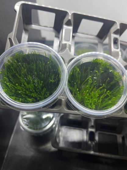 Taxiphyllum 'Taiwan Moss' - Taiwan Mos | in vitro