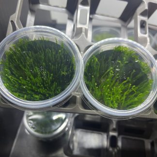 Taxiphyllum 'Taiwan Moss' - Taiwan Mos | in vitro