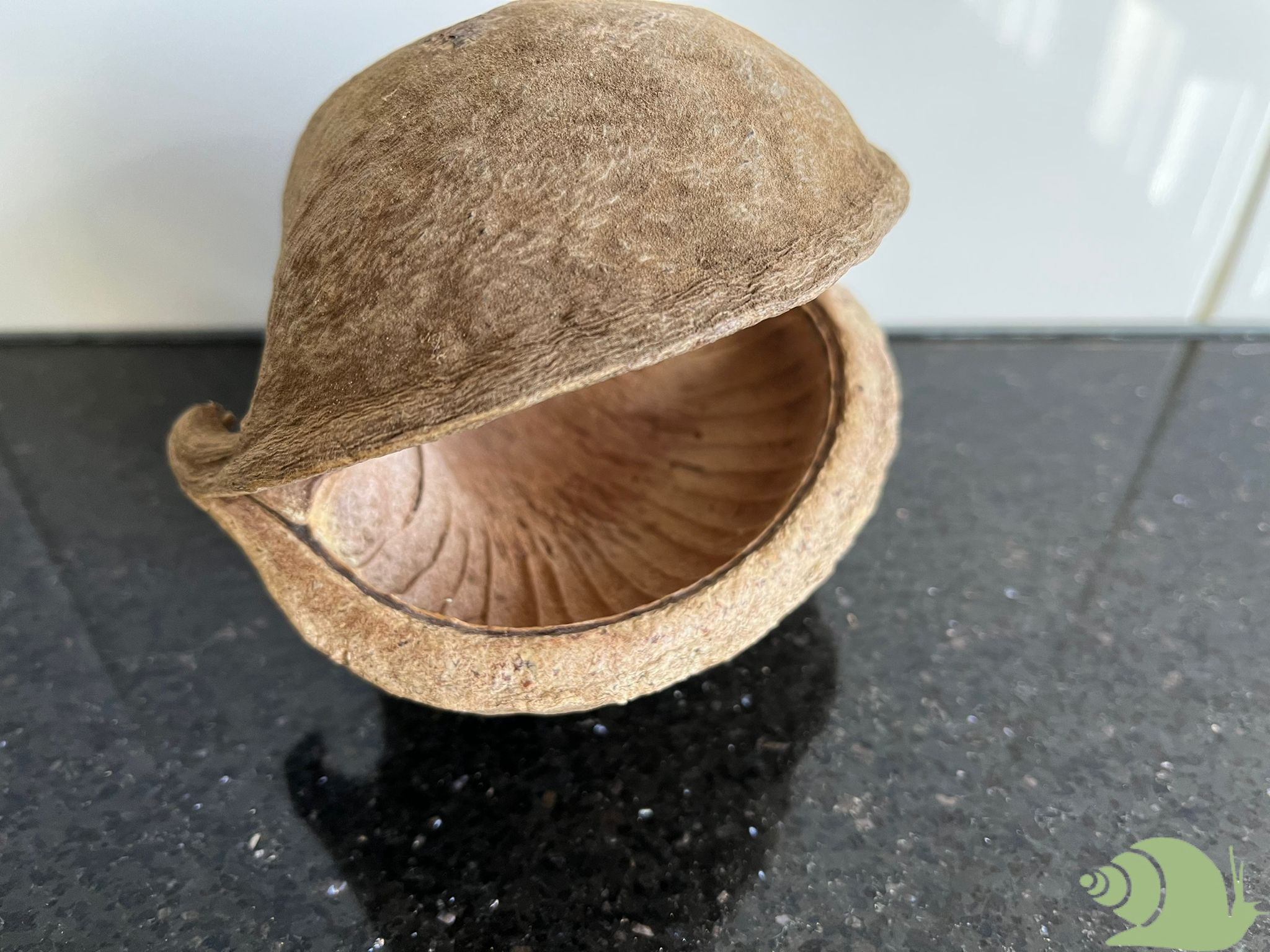 Boeddhanoot - Pterygota alata