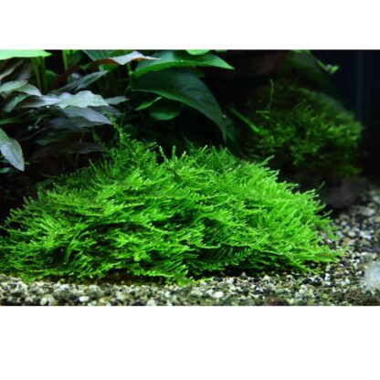 Taxiphyllum 'Spiky' - Spiky Moss | in vitro