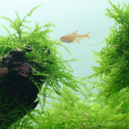 Taxiphyllum barbieri - Javamos | in vitro