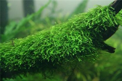 Vesicularia ferriei 'Weeping' - Weeping Moss | in vitro