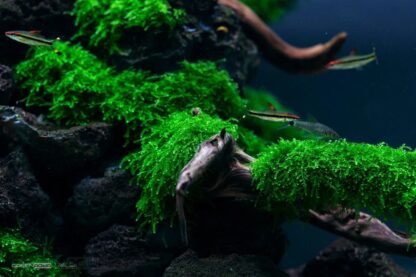 Vesicularia ferriei 'Weeping' - Weeping Moss | in vitro - Afbeelding 2