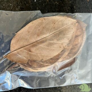 Jackfruit bladeren 10 stuks