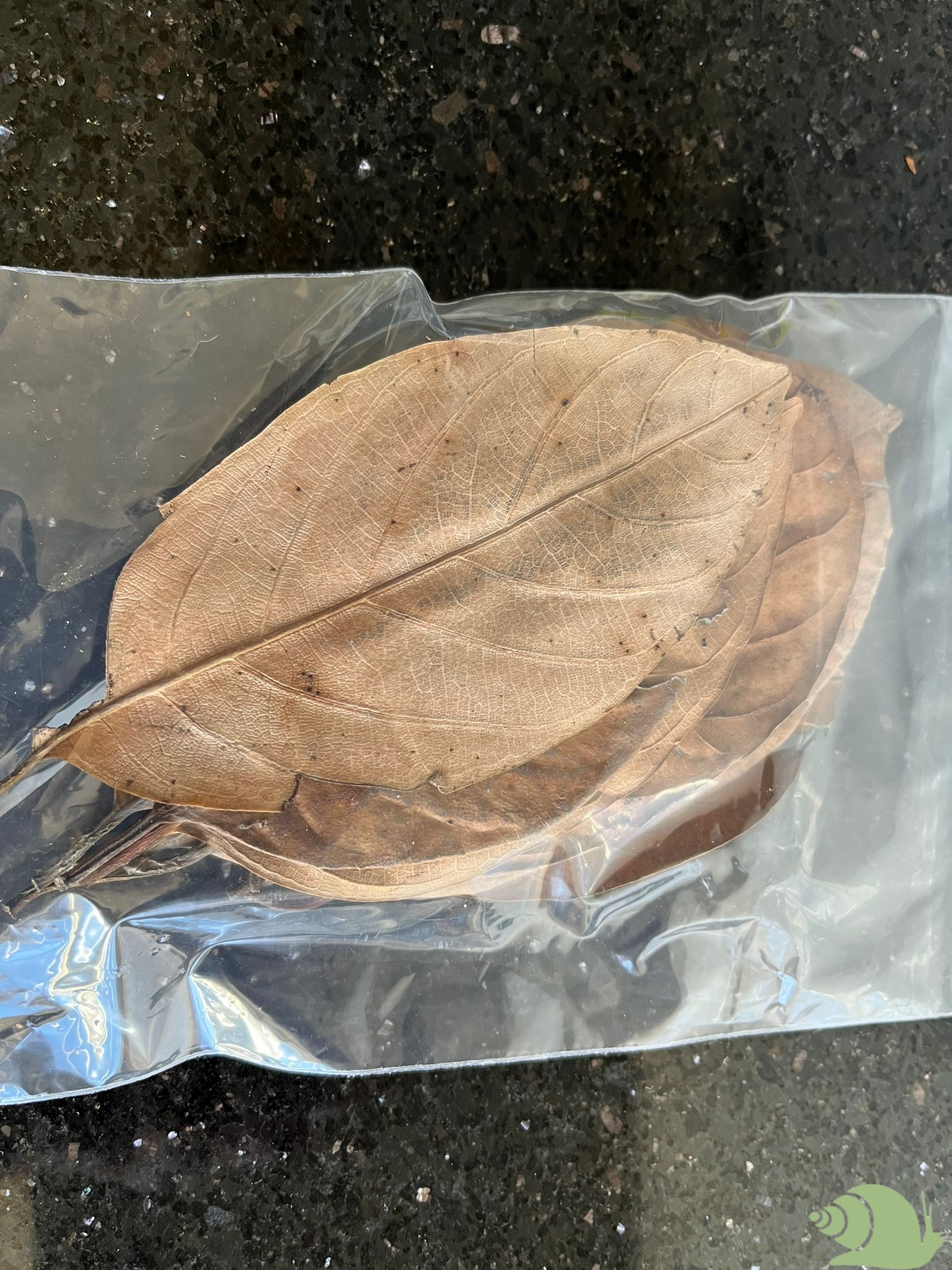 Jackfruit bladeren 10 stuks