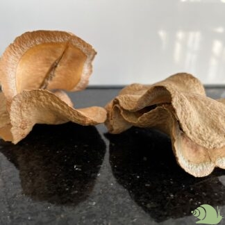 Frogmouth Pod - Garnalengrot
